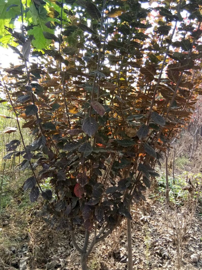 梨树4~6cm1.5~2米