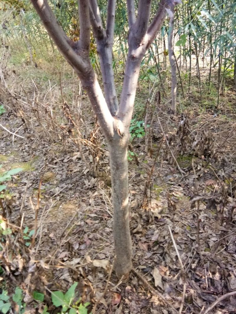 梨树4~6cm1.5~2米