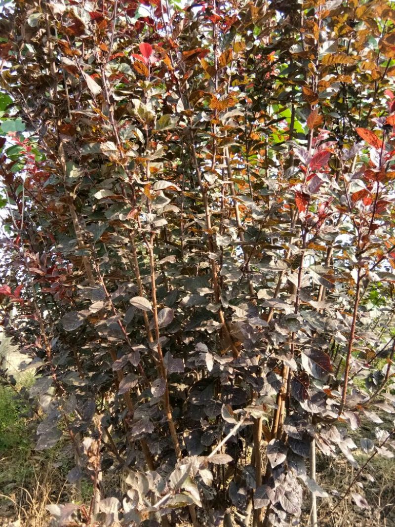 梨树4~6cm1.5~2米