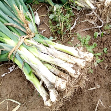 鸡腿大葱净葱3cm左右30~40cm