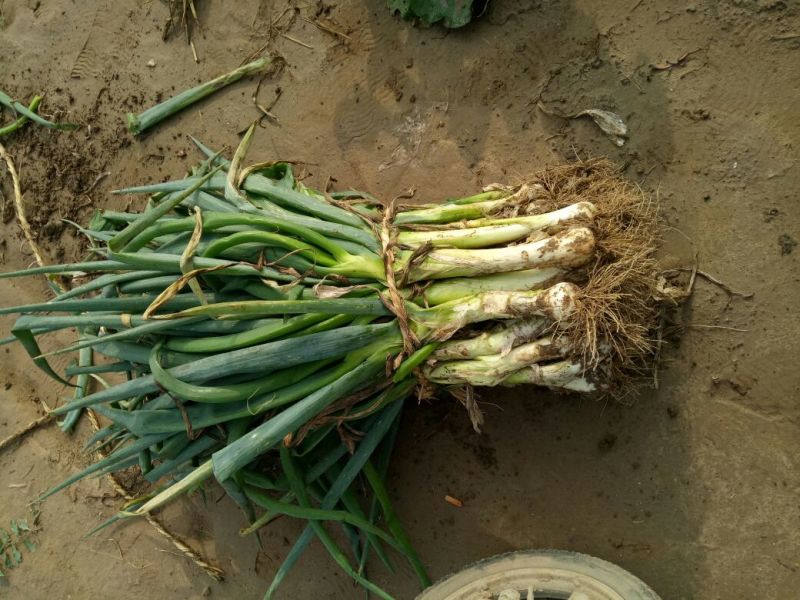 鸡腿大葱净葱3cm左右30~40cm