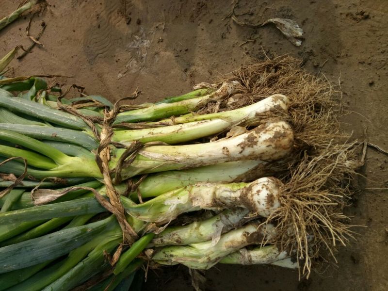 鸡腿大葱净葱3cm左右30~40cm