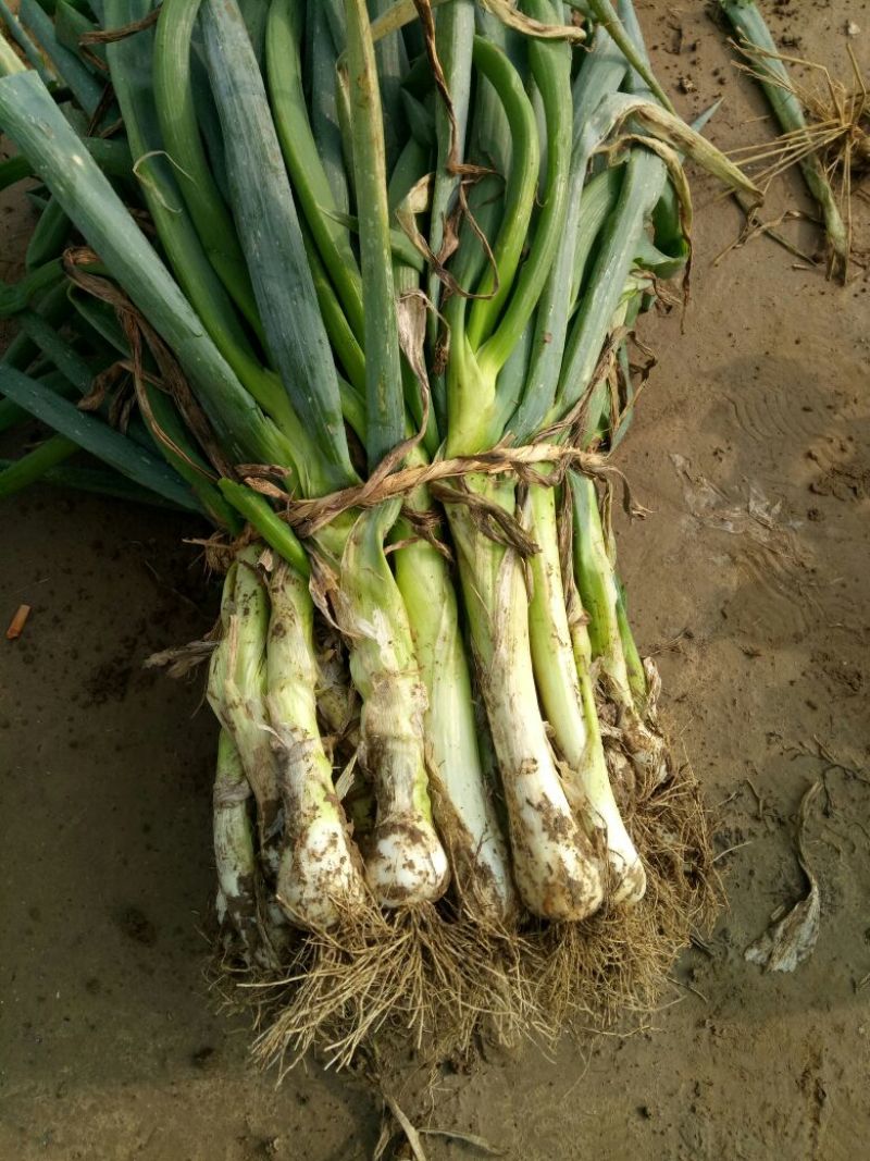 鸡腿大葱净葱3cm左右30~40cm