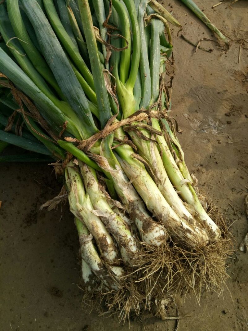 鸡腿大葱净葱3cm左右30~40cm