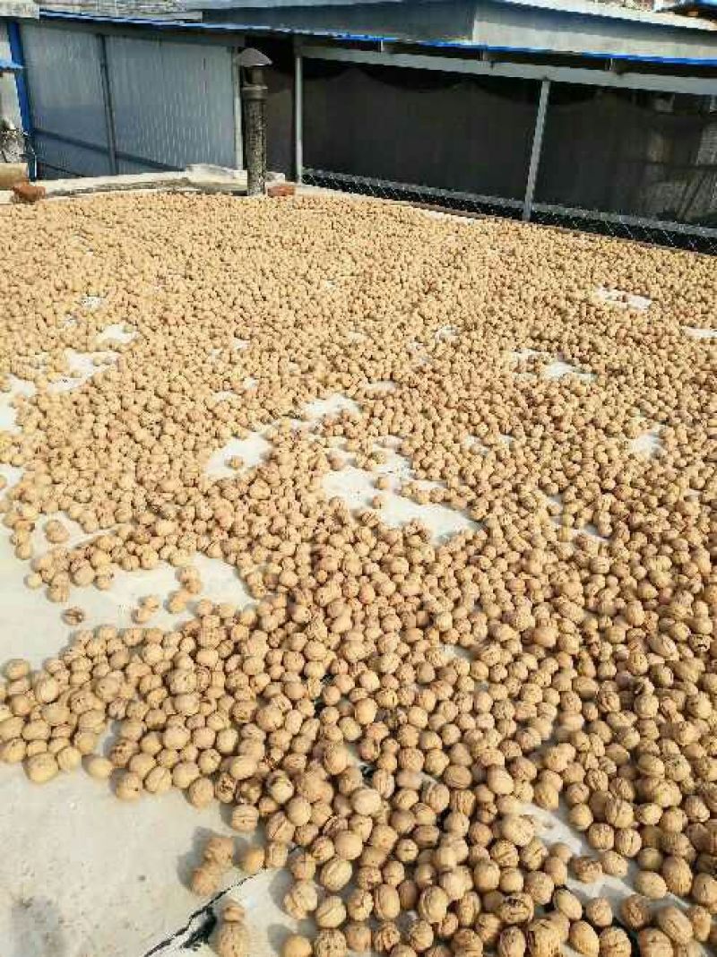 薄皮核桃去皮35mm以上干规格品种齐全高质量产地直