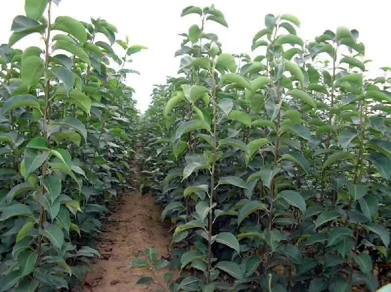 梨树2cm以下1.5~2米