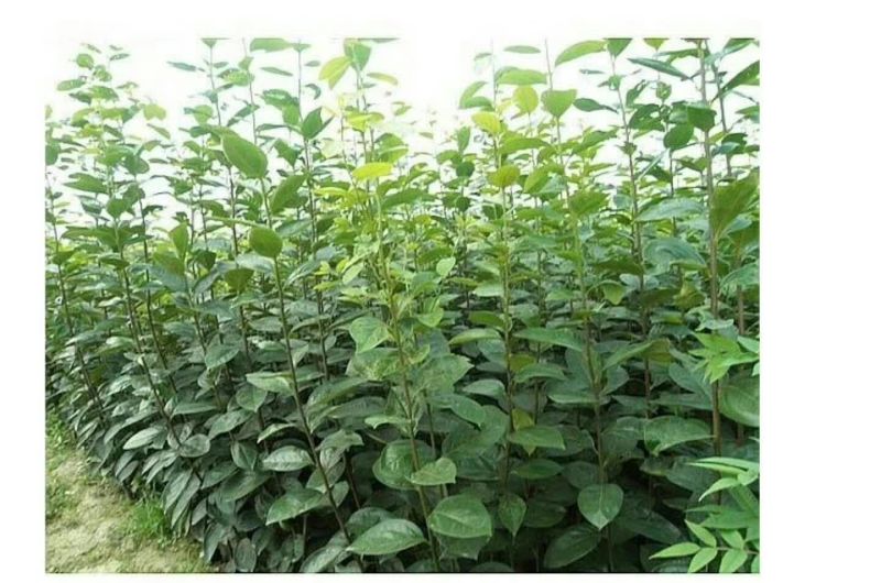 梨树2cm以下1.5~2米