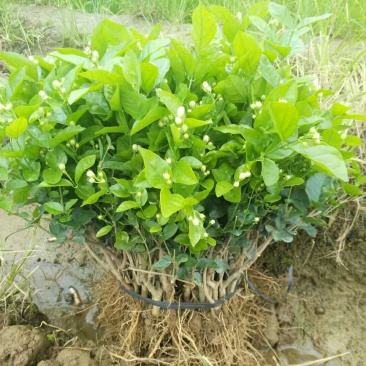 茉莉花不含盆广西横县两年苗茉莉花带叶子花苞发货