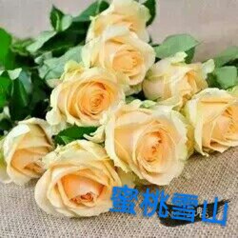 玫瑰苗复色玫瑰
