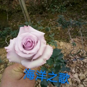 玫瑰苗复色玫瑰