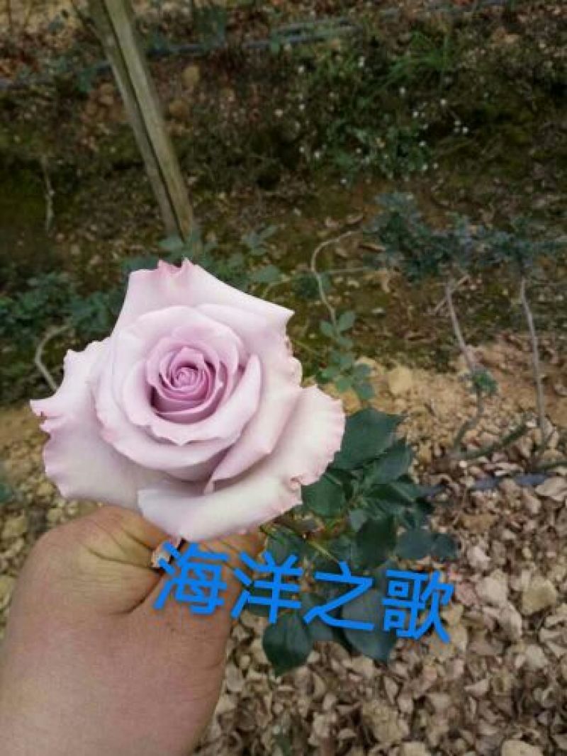 玫瑰苗复色玫瑰