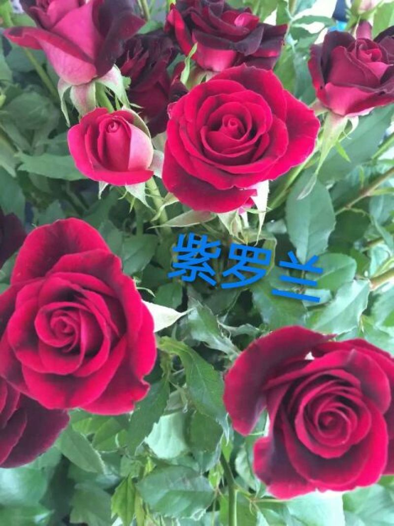 玫瑰苗复色玫瑰