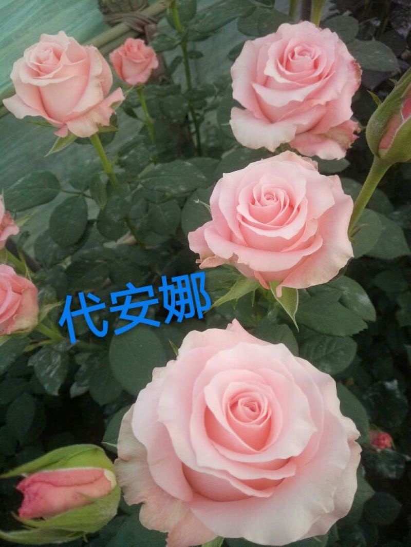 玫瑰苗复色玫瑰