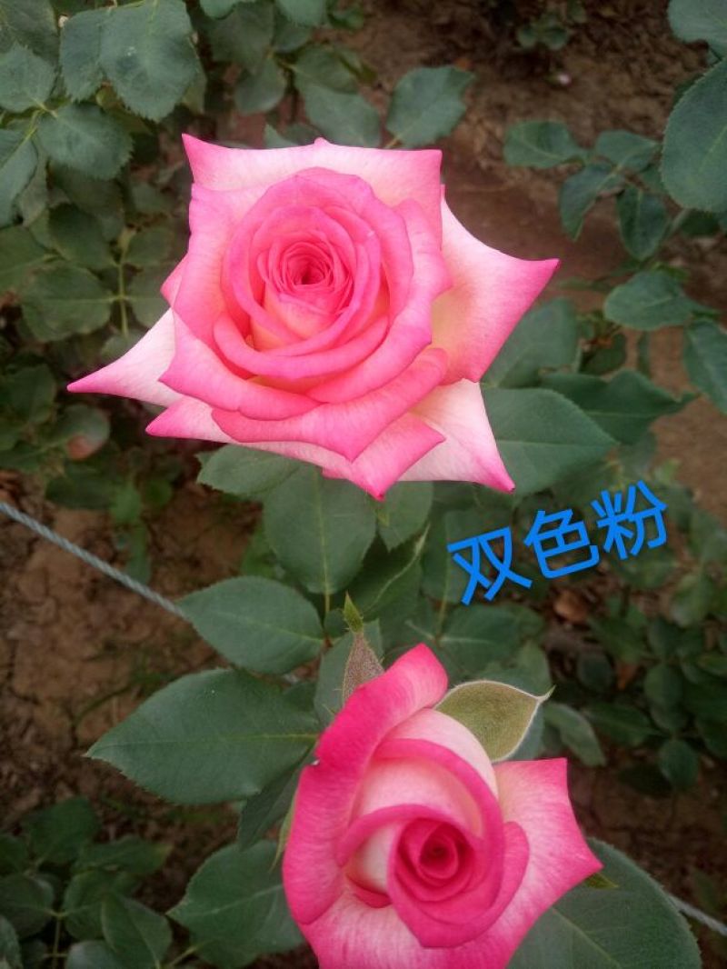 玫瑰苗复色玫瑰