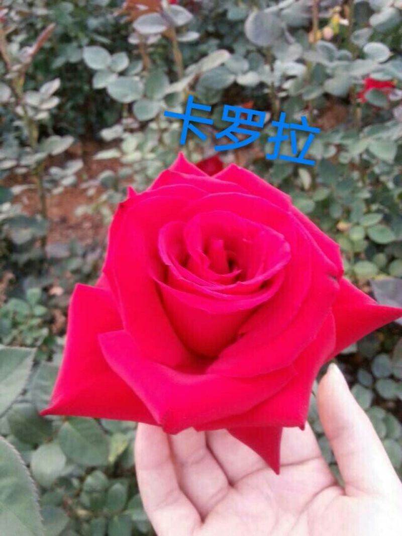 玫瑰苗复色玫瑰