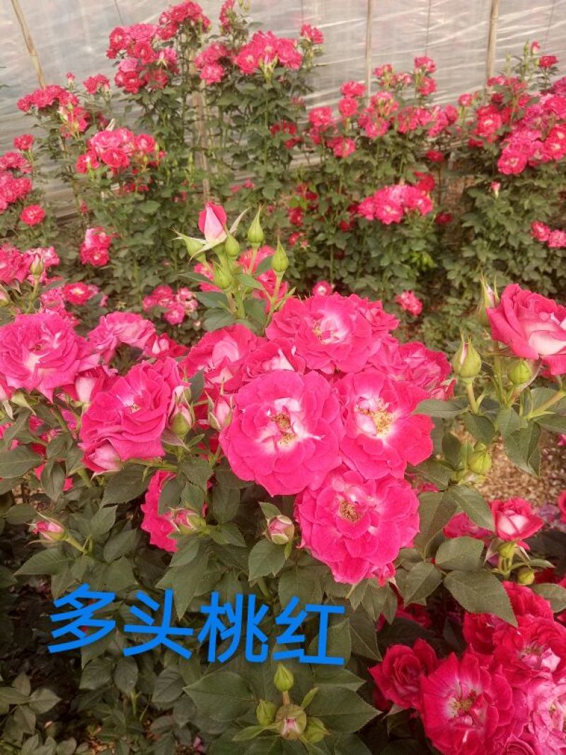 玫瑰苗复色玫瑰