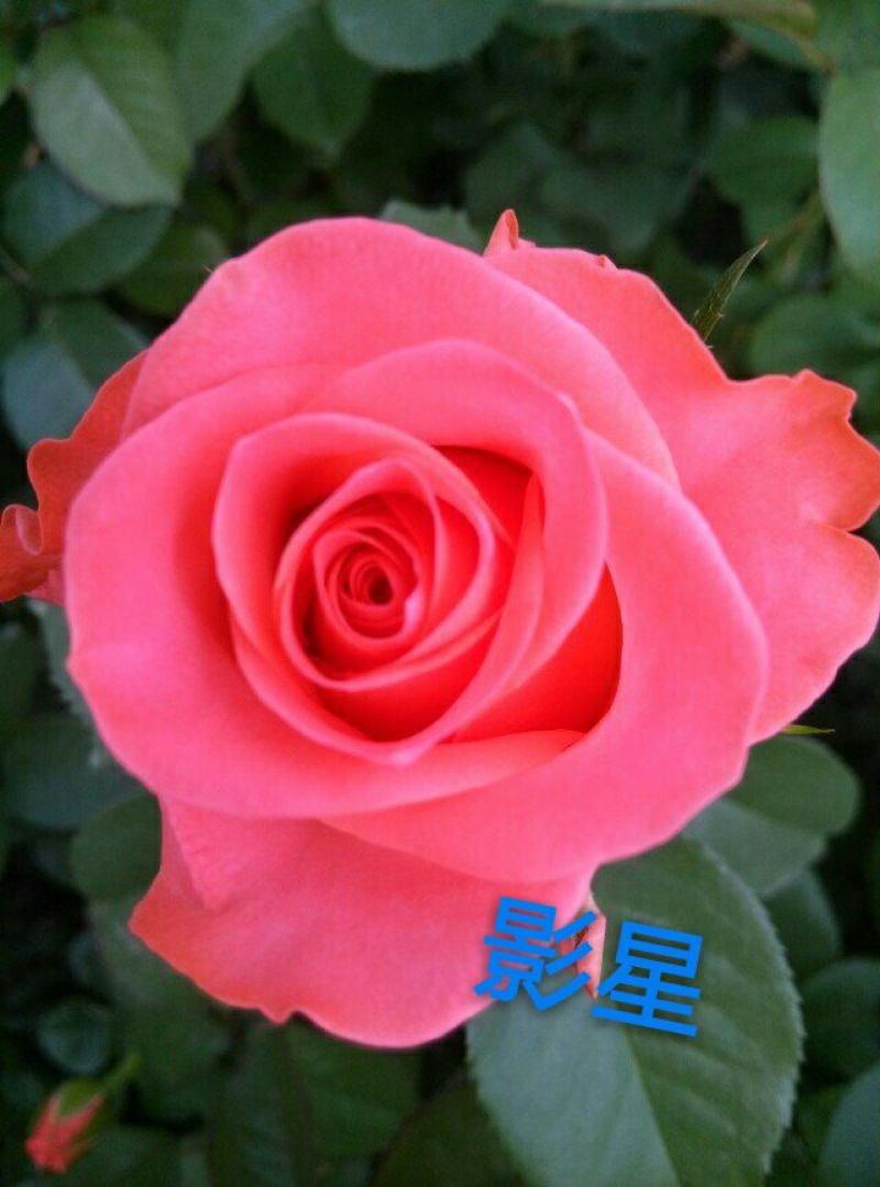 玫瑰苗复色玫瑰