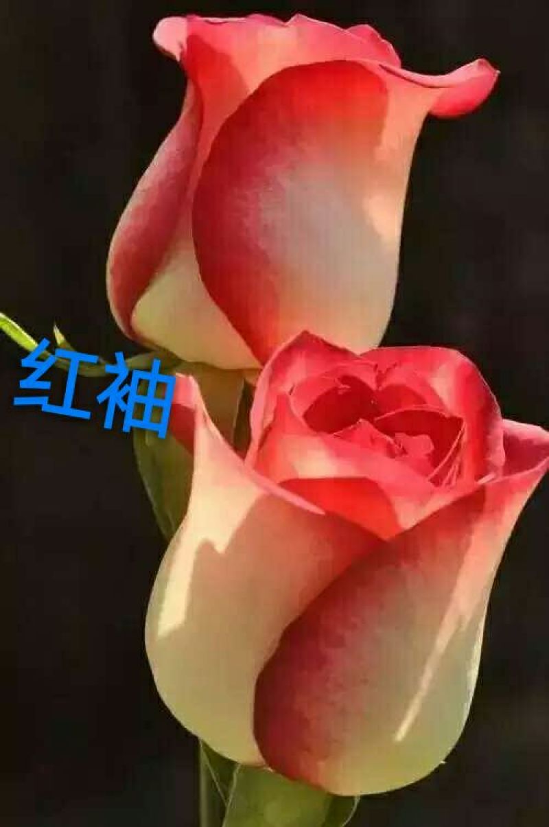 玫瑰苗复色玫瑰