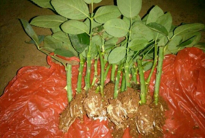 玫瑰苗复色玫瑰