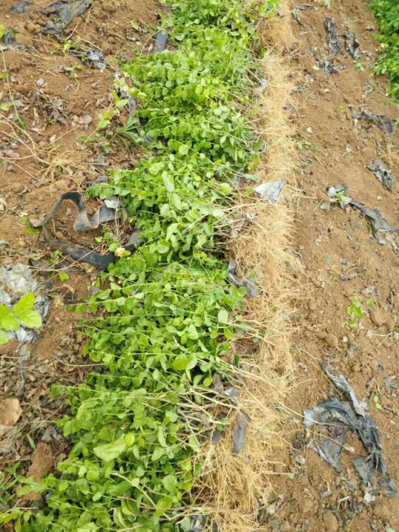 茉莉花1年生广西横州市茉莉花苗重瓣茉莉花基地批发