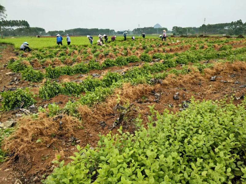 茉莉花1年生广西横州市茉莉花苗重瓣茉莉花基地批发