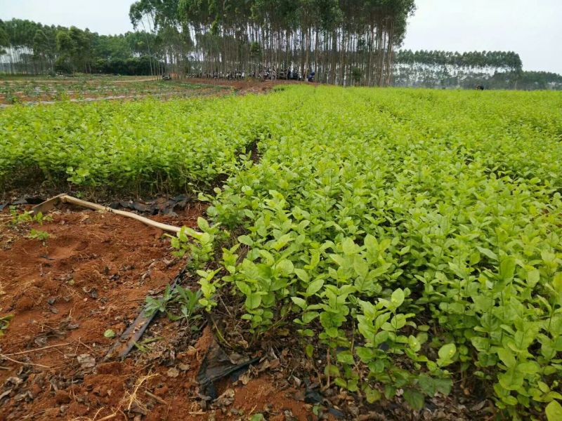 茉莉花1年生广西横州市茉莉花苗重瓣茉莉花基地批发