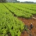 茉莉花1年生广西横州市茉莉花苗重瓣茉莉花基地批发