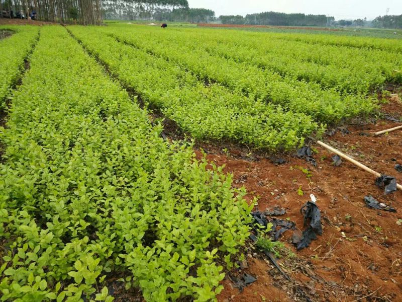 茉莉花1年生广西横州市茉莉花苗重瓣茉莉花基地批发