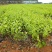 茉莉花1年生广西横州市茉莉花苗重瓣茉莉花基地批发