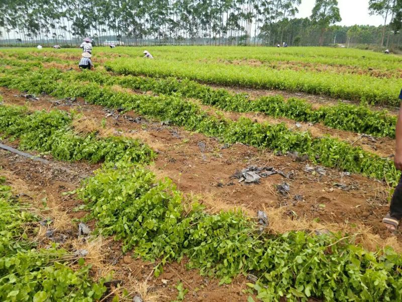 茉莉花1年生广西横州市茉莉花苗重瓣茉莉花基地批发