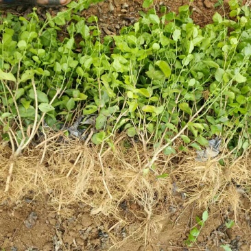 茉莉花1年生广西横州市茉莉花苗重瓣茉莉花基地批发