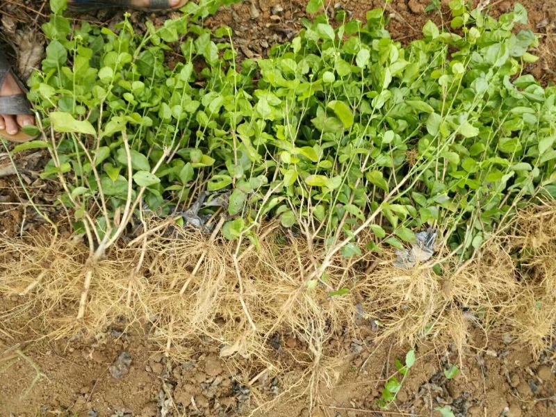 茉莉花1年生广西横州市茉莉花苗重瓣茉莉花基地批发