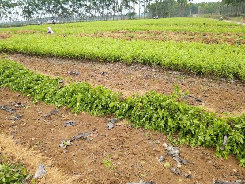 茉莉花1年生广西横州市茉莉花苗重瓣茉莉花基地批发