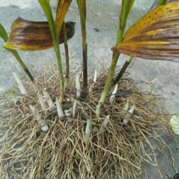三叉白芨鲜货选货