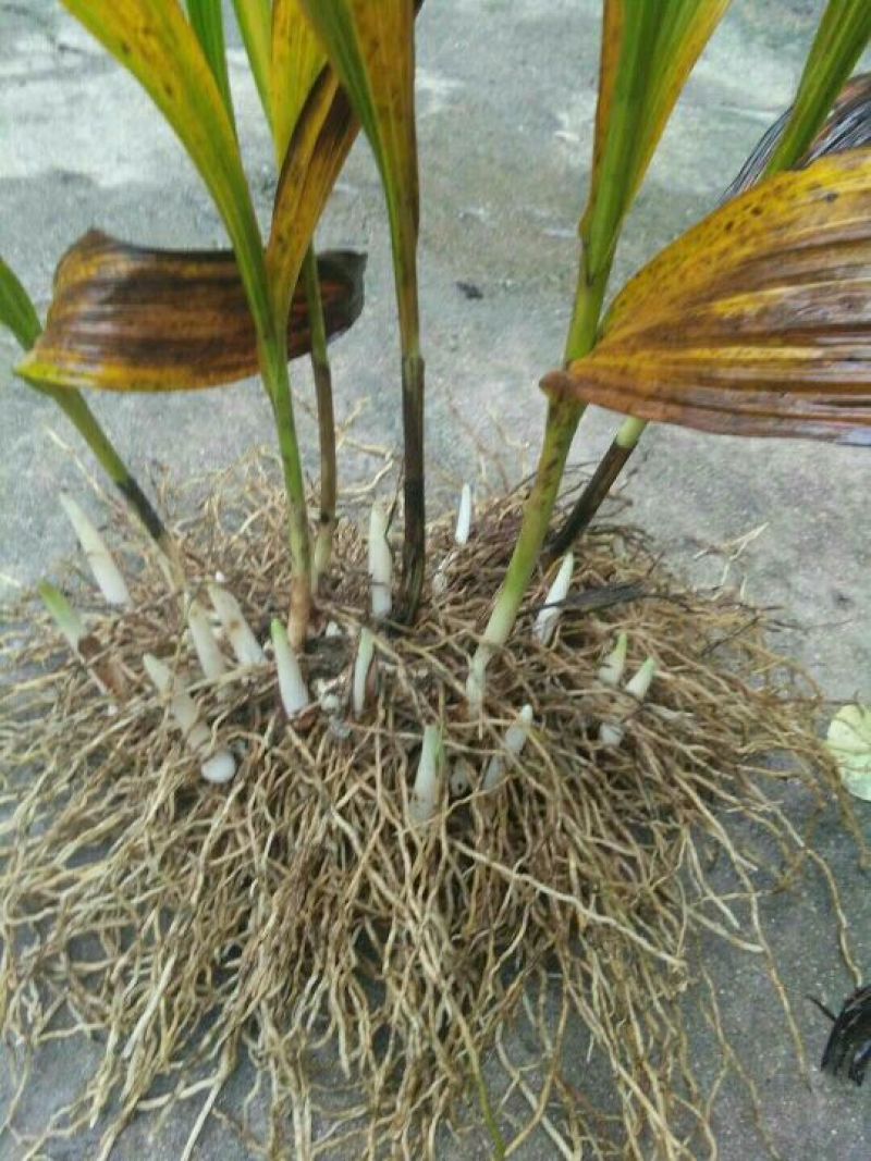 三叉白芨鲜货选货