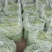 四季豆15~20厘米