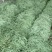 四季豆15~20厘米