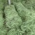 四季豆15~20厘米