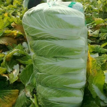 青杂三号白菜大量上市，适合各地市场，欢迎采购！！