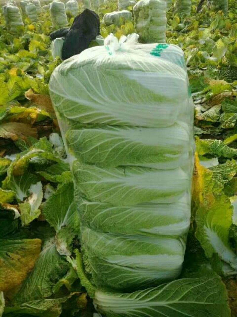 青杂三号白菜大量上市，适合各地市场，欢迎采购！！