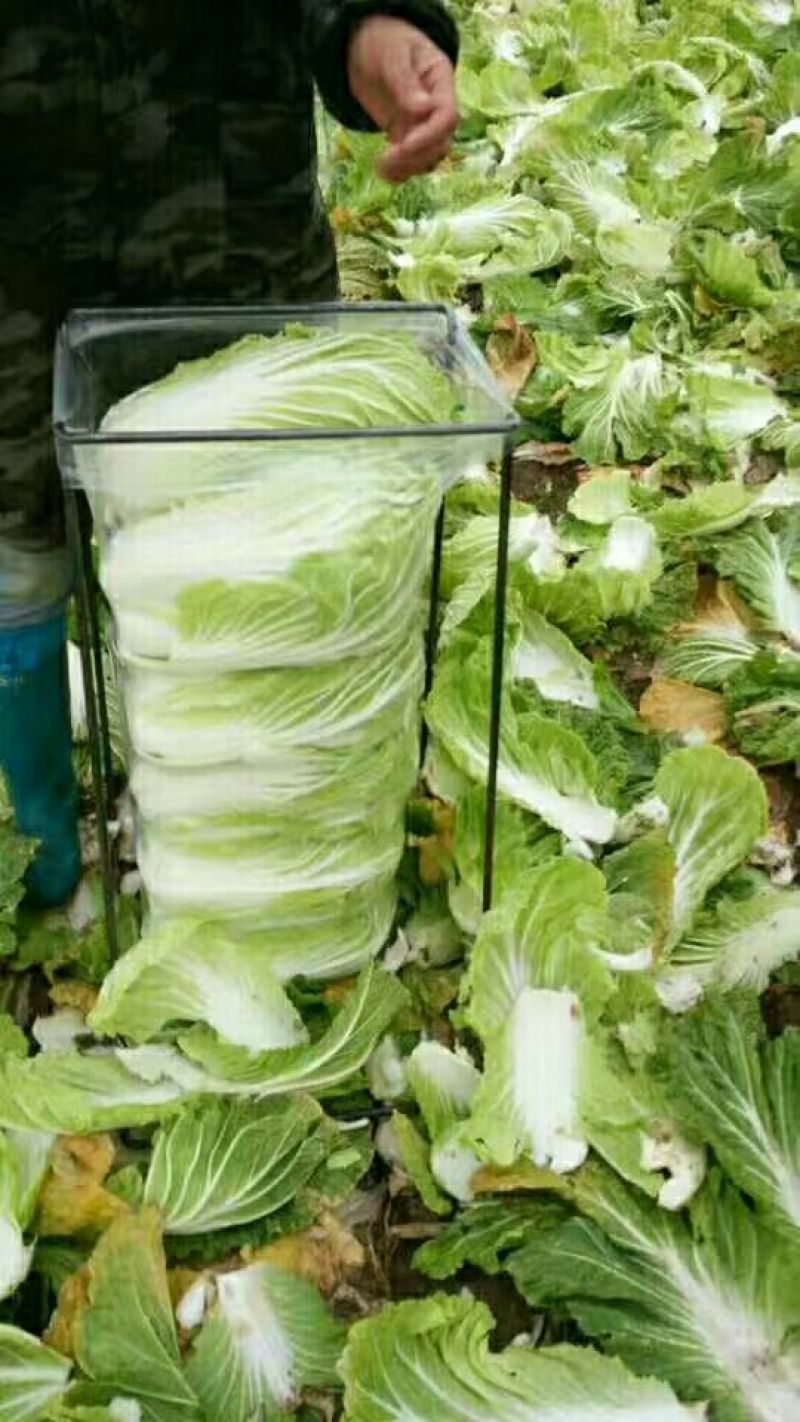 青杂三号白菜大量上市，适合各地市场，欢迎采购！！