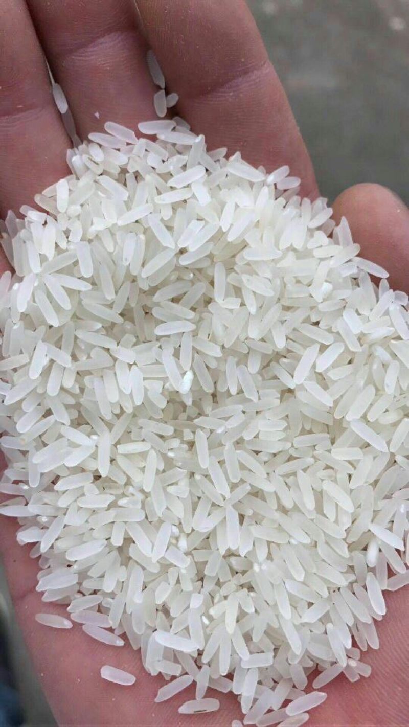 黄花粘大米不抛光打蜡口感光滑香软好蒸好煮米香味清淡