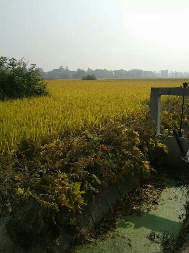 黄花粘大米不抛光打蜡口感光滑香软好蒸好煮米香味清淡