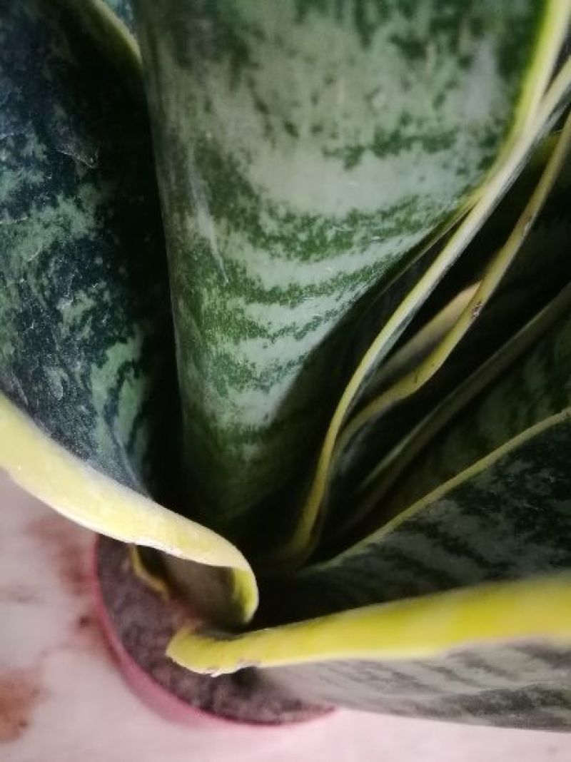 虎皮兰
