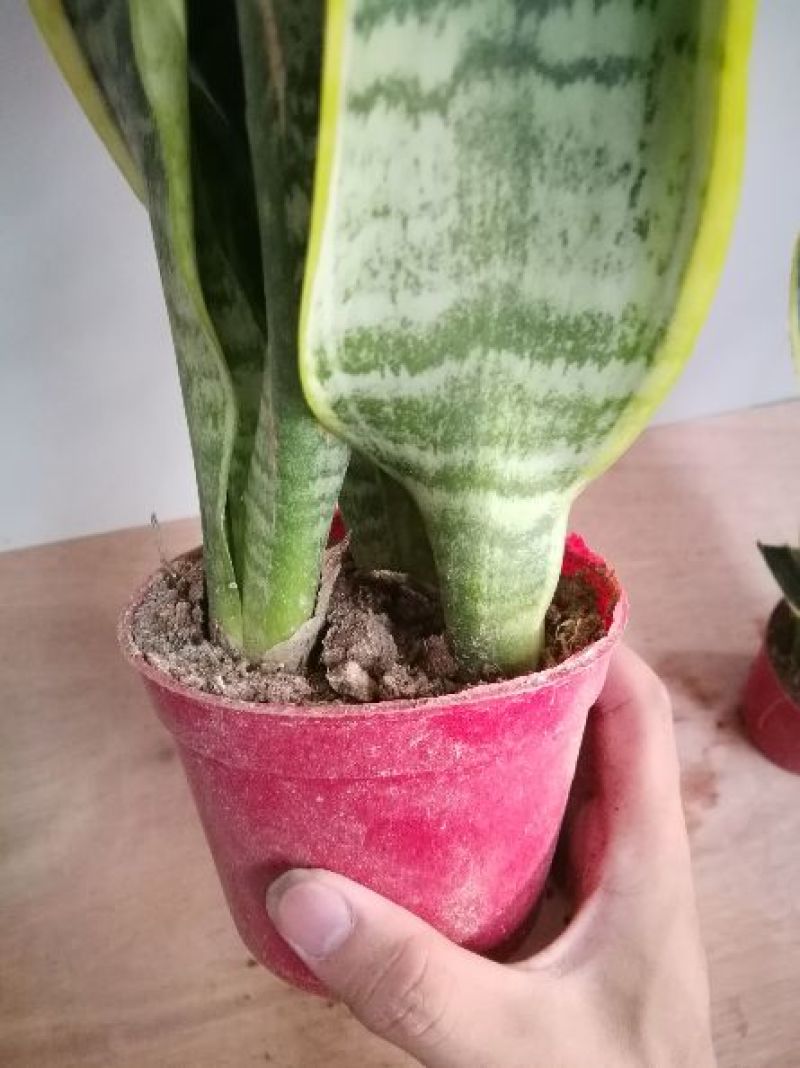 虎皮兰