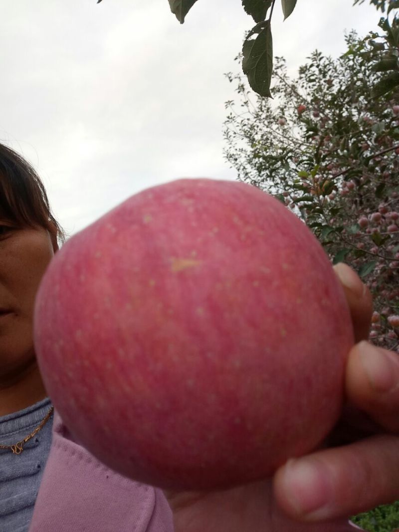 红富士苹果85mm以上膜袋
