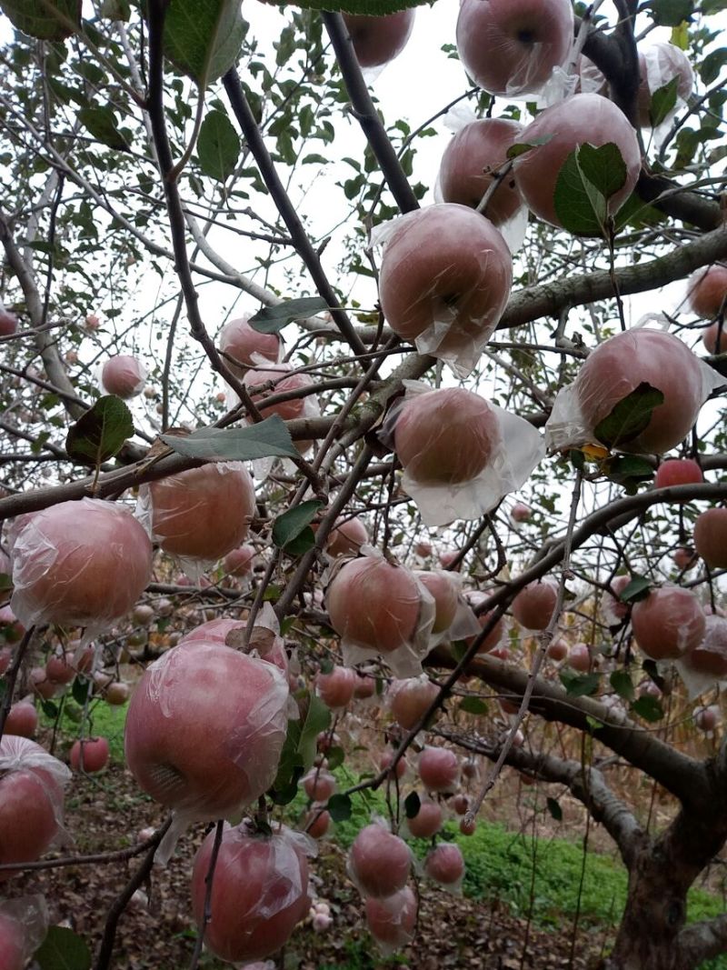 红富士苹果85mm以上膜袋