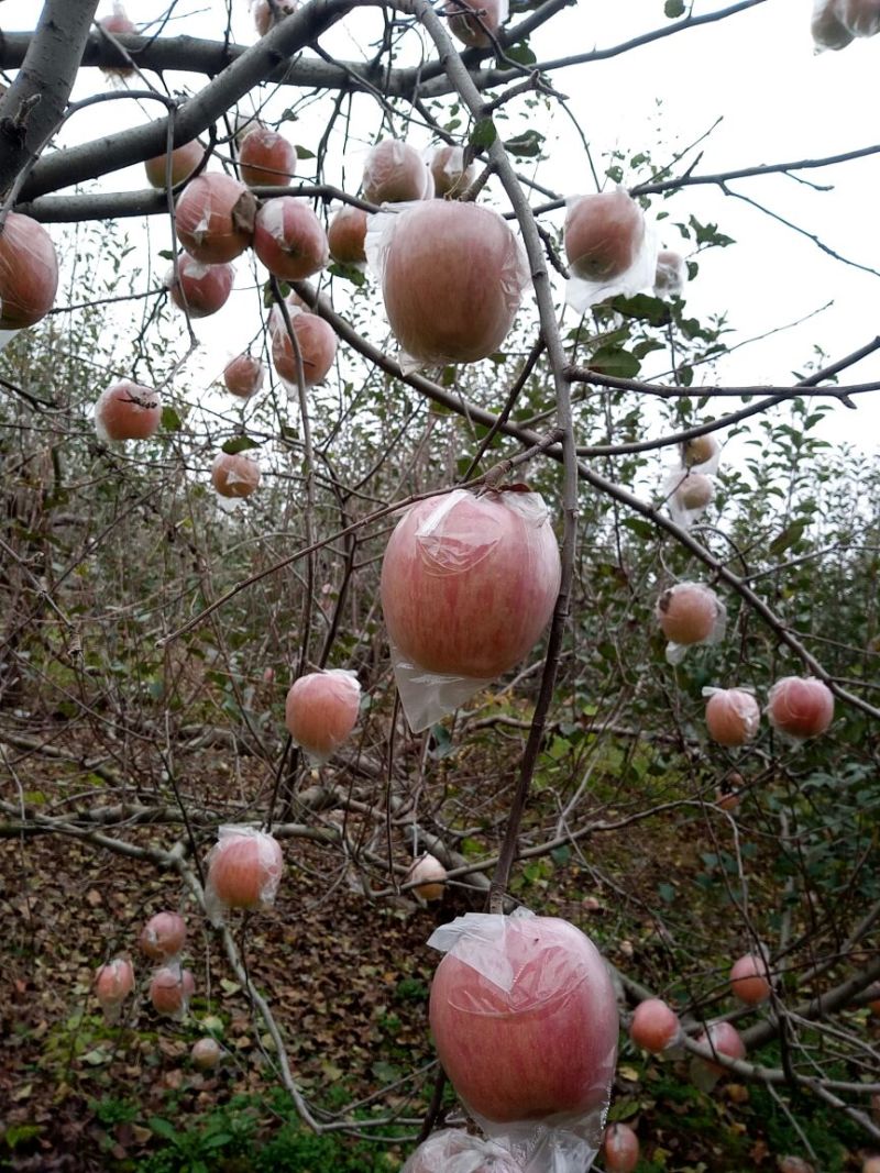 红富士苹果85mm以上膜袋