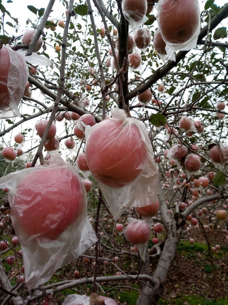 红富士苹果85mm以上膜袋