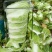 精品黄心菜白菜大量上市，欢迎各地市场，欢迎采购